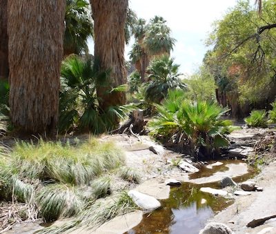 Things to Do in Palm Springs - Indian Canyons