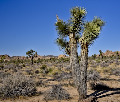 Things to Do in Palm Springs - Joshua Tree National Park - Hiking / Nature